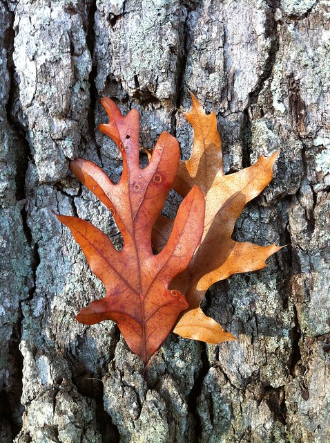 Oak leaves against a backdrop of the bark of an old oak tree